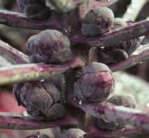 Grönsaker kål Majorca F 1 Sort avsedd för tidig plantering. Ger tunga, vita huvuden av bra kvalitet. Har ett kraftigt utvecklat rotsystem som ger bra stresstolerans. Utvecklingstid 70 75 dagar.