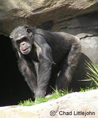 (1930-50) cross species