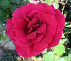 Meilland (Peace), Meilland, rankrike 1945 (1936), zon 5 Chicago Peace, Johnston, US 1962, zon 4 Ingrid ergman, Poulsen, anmark 1983, zon 3 Karin lixen, Poulsen, anmark 1992, zon 3 Super Star, Tantau,