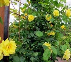 Polyanthagruppen ruppen består av hybrider mellan den japanska klätterrosen, Rosa multiflora, och kina och/eller terosor.
