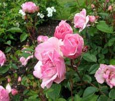 ruppen består av rabattrosor, blommorna är samlade i mångblommiga klasar. lommar kontinuerligt under hela säsongen.