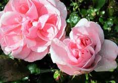 e äldsta sorterna av floribundarosorna är rikblommande, med enkla till halvfyllda blommor och förhållandevis härdiga.