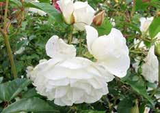 . Swane, ustralien 1998, zon 3 Ledreborg, Poulsen, anmark 2001, zon 3 elsingör, Lindquist, US 1957, zon 4 llotria, Tantau, Tyskland 1958, zon 5 rthur ell, Mcredy, ya Zeeland 1965, zon 4 msterdam,