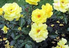 1984, zon 4 Strawberry Ice, ees, Storbritannien 1975, zon 3 russ an achen, eduldig, Tyskland 1909, zon 3 (förs ibland till tehybridgruppen) Lions Rose, Kordes, Tyskland