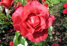 tehybridgruppen) Riberhus (Läckö), Poulsen, anmark 1998, zon 3 ot Chocolate, Simpson, ya Zeeland, 1986, zon 3 Pussta, Tantau, Tyskland 1972, zon 4 ärtnerfreude, Kordes,