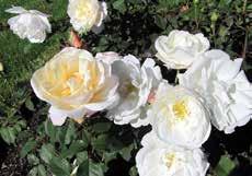 3 Petticoat, Kordes, Tyskland 2005, zon 3 Eyes for you, P.J.