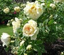Rugosagruppen en rena arten, Rosa rugosa, introducerades I Europa år 1796 av Carl Peter Thunberg men började först 1887 användas i förädlingsarbetet.
