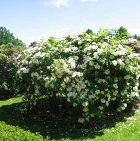 Moyesiigruppen (mandarinrosor) En liten grupp som har ursprung i Rosa moyesii, mandarinrosen. I detta kvarter har vi två sorter som representerar gruppen.
