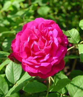 Kvarter L Centifolia-muscosagruppen en äldsta rosen inom denna märkliga grupp mossrosor, härrör från 1696, i södra rankrike.
