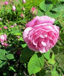 Kvarter Centifoliagruppen e flesta forskare har den uppfattningen att den ursprungliga centifolia-rosen uppstod i olland, troligen under 1500-talet.
