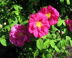 Kvarter allicagruppen ruppen består av mutanter och hybrider med Rosa gallica.
