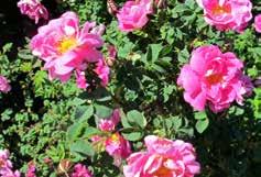 Kvarter Spinosissimagruppen uldra ndrewsii Staffa Mary ueen of Scots Redan på 1500-talet odlades Rosa spinosissima, pimpinellrosen.