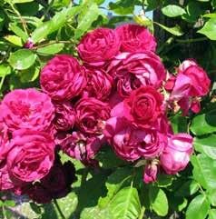 multifloragruppen, zon 3 May ueen, van leet, US 1898, wichurana-gruppen, zon 3 obbie James, Sunningdale ursery, Storbritannien 1961, multiflora-gruppen, zon 3 Ilo, inland 2010, moderna
