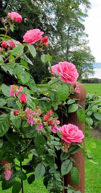 I d rather have roses on my table, than diamonds on my neck - Emma oldman - I don t know whether nice people tend to grow roses or growing roses makes people nice - Roland rowne - JÖKÖPIS KMMU, MJ