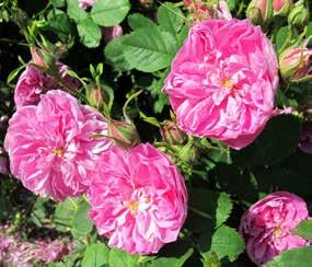 Rosa xanthina Canary ird Sharlachglut Rosa spinosissima var.