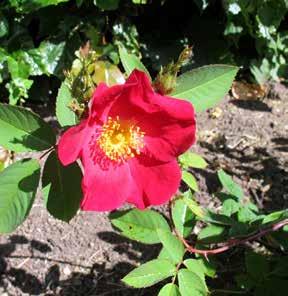 Roseraie de l ay, Couchet-Couchet, rankrike 1901, rugosa-gruppen, zon 6 Rosa arkansana, arkansasros, Kanada-US, i kultur sedan 1880, zon 5 Rosa primula, gullvivsros, Turkestan till n.