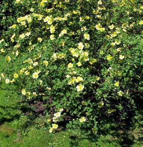 , 1971, dockroshybrid, zon 7 MMELS USKRSR urdal, urdalsrosen, troligen tyskt ursprung, i kultur före 1900, villosa-gruppen, zon 7 Minette, nordisk ros, Vibert, rankrike 1819, albagruppen, zon 7 Coupe