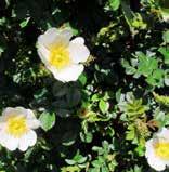 zon 8 Lykkefund, xel lsen, anmark 1930, zon 3, helenae-gruppen Rosa nitida arts efender, se beskrivning under kv.