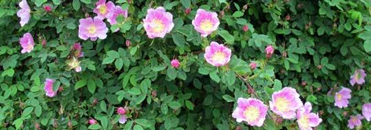 Lester, Lester Rose ardens, US 1946, moscahta-gruppen, zon 3 lammentanz, Kordes, Tyskland 1955, kordesii-gruppen, zon 6 Rosa helenae, honungsros, västra och centrala Kina mm, i kultur