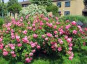 Kina, i kultur sedan 1870-talet, zon 4 ansa, Schaum & Van Tol, olland 1905, rugosa-gruppen, zon 8 Rosa glauca, daggros, s. och c.