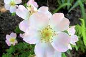 einrich Ilmari, Pirjo Rautio, inland, rugosa-gruppen, zon 6 Kew Rambler, okänd förädlare, Storbritannien 1912, soulieana-gruppen, zon 3 Juhannusmorsian, Midsommarbrud, fyndros från Kurhila by,