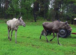 Gårdsjö Älgpark Vi var en grupp på cirka 40 personer som reste på en dagsutflykt till Gårdsjö Älgpark i slutet av maj.