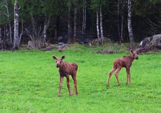 Pälsen var inte särskilt mjuk utan snarare både lite tovig och sträv. Parken ligger i Heby kommun nära tätorten med det trevliga namnet Morgongåva.