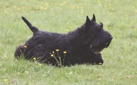 RASSPECIAL Rasspecial SKOTSK TERRIER SKOTSK TERRIER hundvärldens kanske mest välkända profil Ursprung: Skottland Mankhöjd: 25-28 cm Vikt: 8,5-10,5 kg www.skottefederationen.