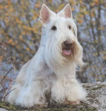 1906 visades ännu en importerad hanhund, Fairhope Mac, på utställning. Rasen hade nu fått fäste i Sverige. I Göteborg hade Philip Krafft 1912 påbörjat sin uppfödning under kennelnamnet Kilmarnock.