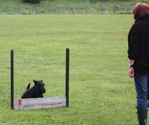 hård. Nya uppfödare tog sig också an skotsk terrier: Edith Borre, kennel EBorre var ny som uppfödare men hon hade haft skottar för sällskaps skull under en längre tid, och kom att med framgång föda