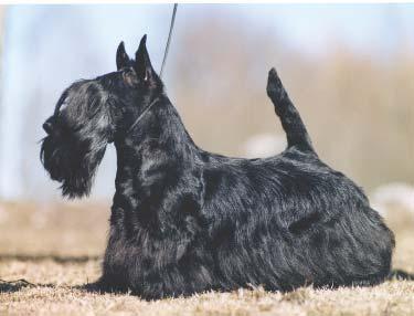 What), Siv Österlund Ax (kennel Etiquette) och Marie Gavik (Distans), Lillemor Blanc (kennel Jig s) och Inger Andersson (Origons).