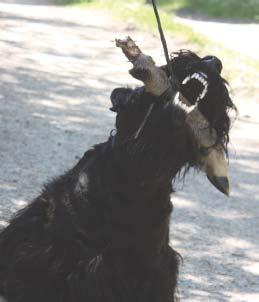 Några har tagit lydnadsprovsdiplom, även i högre klasser. Fem hundar har 2005-2012 genomgått MH (Mentalbeskrivning Hund) och har känd mental status.