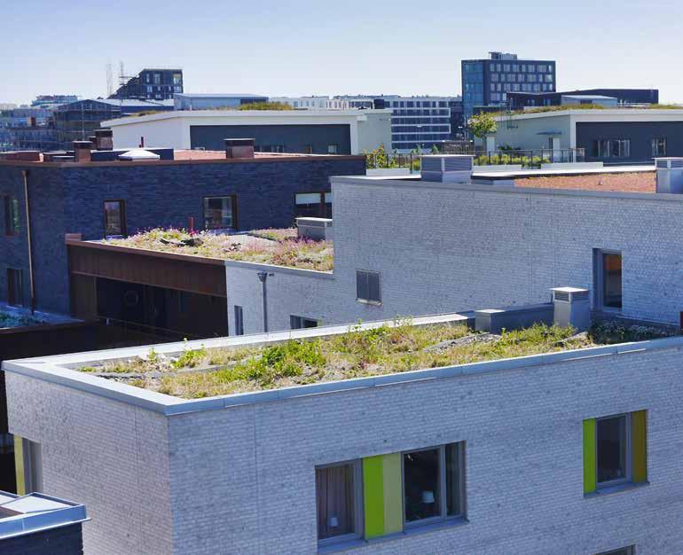 Figur 1. Sedumtak samt biotoptak med strandängskaraktär på fastigheten Koggen 1, i Malmö.