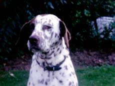 Det blir särskilt påtagligt i verk såsom The Community (2010) och I am the dog that was always here där övergivna djur som kastats till samhällets periferi visas.