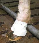 75-607 Hovbandage Bovivet L 10-pack 235:- Nr. 75-608 Hovbandage Bovivet XL 10-pack 235:- Ett komplett bandage gjort av vattentätt material.