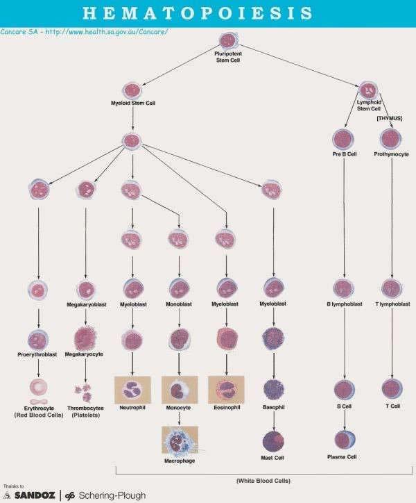 Pluripotent stamcell Myeloid stamcell Lymfatisk stamcell (Thymus) Akut myeloisk Leukemi (AML) PreB cell Prothymocyte Akut lymfatisk Leukemi (ALL) Megakaryoblast Myeloblast