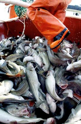 Antalet rovfiskar i Östersjön har minskat till en fjärdedel medan vissa fiskar som lever av plankton, till exempel skarpsill, har fördubblats.