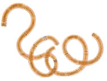 Varmare vatten gynnar cyanobakterien Nodularia. Havet och klimatet möjliga förändringar under ytan C Ett varmare klimat ger ett varmare hav med mindre is på vintern.