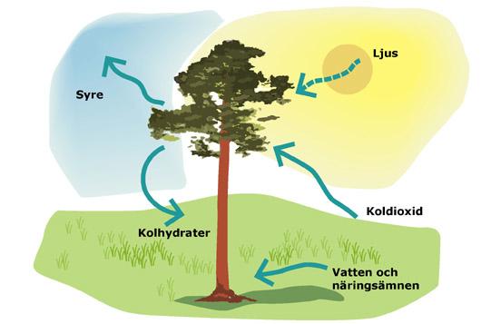Fotosyntesen Foto = ljus Syntes = sätta samman Ordet fotosyntes berättar att ngt sätts samman mha ljus Koldioxid + vatten + solenergi ----> socker + syre 6CO 2(g) + 6H 2 O (l) + solenergi----> C
