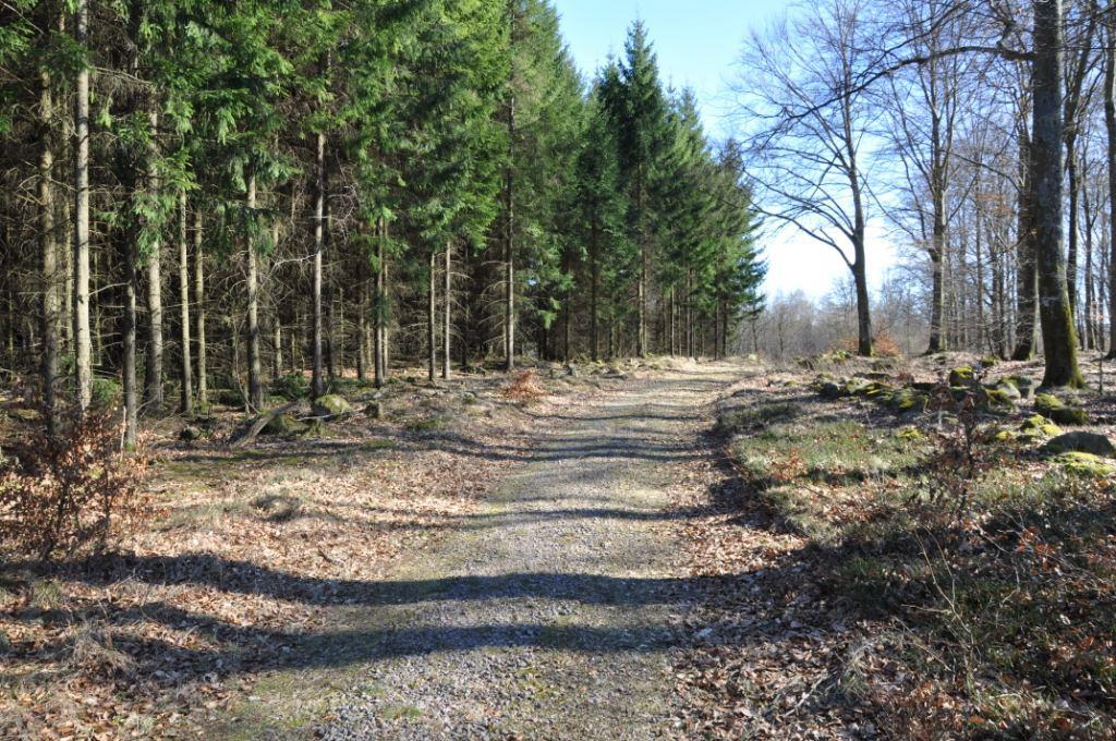 Kristianstad Ylleröd 8:1 del av Kristianstad Ylleröd 8:1 del av Om fastigheten Typ: Skogsfastighet, byggnadsfri Virkesförråd: 5 300 m³sk Mark: 34 ha