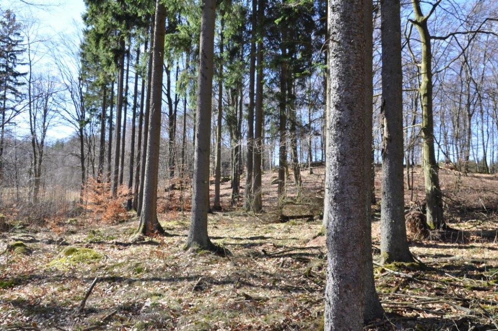 Kristianstad Ylleröd 8:1 del av Upplysningar Skog & Lantbruk Karl Olofsson, jägmästare/reg fastighetsmäklare. E-mail karl.olofsson@skogochlantbruk.nu Adress: Nygatan 24, 242 31 Hörby.