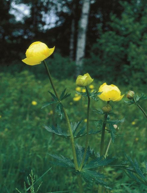 HANNON & GUSTAFSSON Smörbollar var en av de arter som dök upp efter restaureringen. Foto: Mats Gustafsson. One of the species that appeared after the restoration was Trollius europaeus.