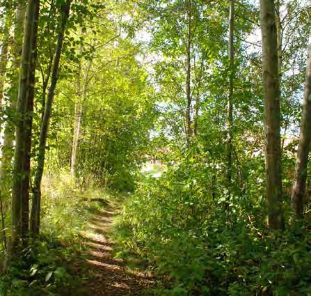 Definition av skog enligt bland annat skogsvårdslagen Skog är mark inom ett sammanhängande område där träden har en höjd av mer än fem meter och där träd har en kronslutenhet av mer än tio procent