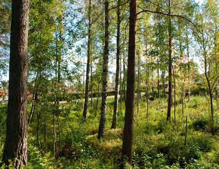 Grönstruktur Det är värdefullt om det är möjligt att gå och cykla i en grön miljö från förskolor och skolor och vidare ut i skolskogen vid Lundstigen eller rekreationsmiljöerna i Canadaområdet.