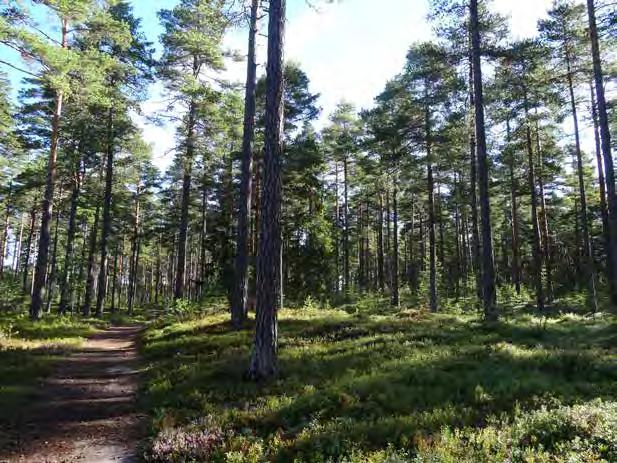 Planförslaget Planförslaget betonar vikten av förtätning men medger även större, nya exploateringar i skogsmark.