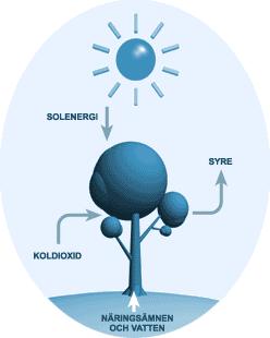 Fotosyntesen och cellandningen Växter tar upp koldioxid från luften De tar även upp vatten genom rötterna. Med hjälp av solljuset kan de bygga druvsockermolekyler.