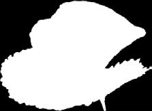 25130 Artnr: 25132» KROSSAD Malt i 1 kg Artnr: 25101 Pilsner EBC 2,5-3,5 VM Artnr: 25133 Artnr: 25111 Pale Ale EBC 7-9 VM