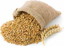 i 1 kg påsar Artnr: 25100 25001 Pilsner 2RS EBC 2,5-3,5 25011 Pale Ale EBC 7-9 25033 Munich EBC 16-20 25041 Vienna EBC 4-7