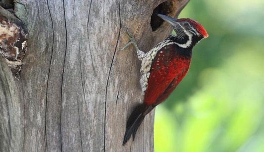 Sri Lanka 29 november 12 december 2018 med Göran Pettersson Crimson-backed Flameback är en eftertraktad och vacker spett.