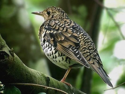 billed Babbler, Ashy-headed Laughingthrush, Sri Lanka White-eye, Sri Lanka Hill Myna, Sri Lanka White-faced Starling, Spot-winged Thrush, Sri Lanka Thrush, Sri Lanka Whistling-thrush, Dull Blue